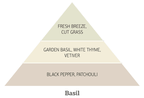 Basil
