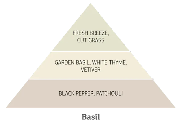 Basil