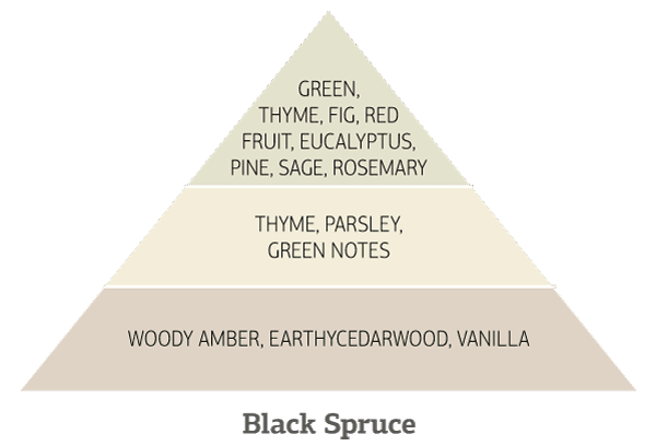 Black-Spruce