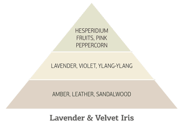 Lavender-&-Velvet-Iris