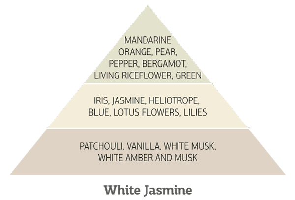 White-Jasmine