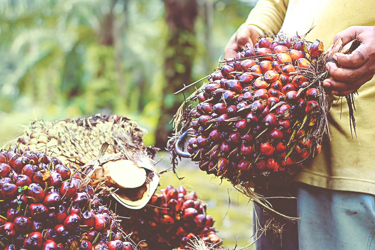 Συγκομιδή φρούτων ελαιοφοίνικα σε φυτεία